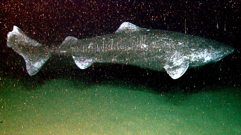 A color photograph of a Greenland shark